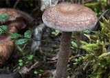 Pseudoomphalina cokeri image