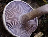 Pseudoomphalina cokeri image