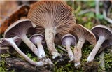 Pseudoomphalina cokeri image