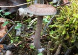 Pseudoomphalina cokeri image