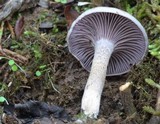 Pseudoomphalina cokeri image