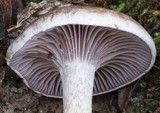 Pseudoomphalina cokeri image