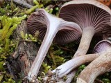 Pseudoomphalina cokeri image