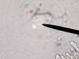 Pseudoomphalina cokeri image