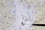Pseudoomphalina cokeri image