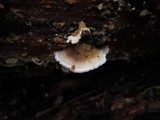 Trichaptum abietinum image