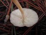 Clitocybe fragrans image