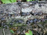 Resupinatus alboniger image