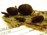 Resupinatus alboniger image