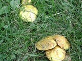 Suillus americanus image