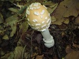 Amanita velatipes image