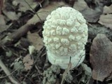 Amanita velatipes image