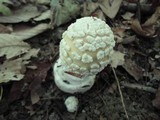 Amanita velatipes image
