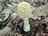 Amanita velatipes image