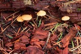 Galerina camerina image