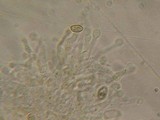 Galerina camerina image