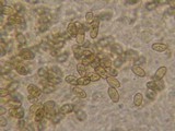 Galerina camerina image