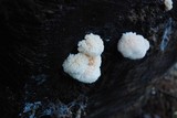 Hericium abietis image