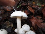 Hygrophorus eburneus image