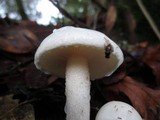 Hygrophorus eburneus image