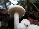 Hygrophorus eburneus image