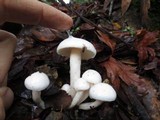 Hygrophorus eburneus image
