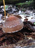 Psathyrella delineata image