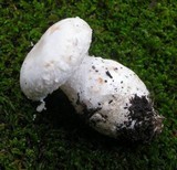 Amanita silvicola image