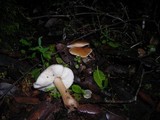 Rhodocollybia butyracea image