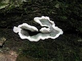 Kretzschmaria deusta image