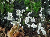 Kretzschmaria deusta image