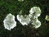 Kretzschmaria deusta image