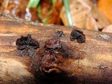 Resupinatus applicatus image