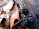 Resupinatus applicatus image