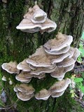 Bjerkandera fumosa image