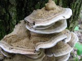 Bjerkandera fumosa image