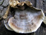 Bjerkandera fumosa image