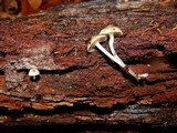 Mycena galericulata image