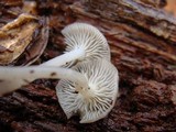 Mycena galericulata image