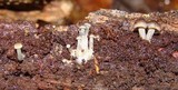 Mycena galericulata image
