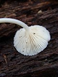 Mycena galericulata image