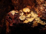 Mycena galericulata image
