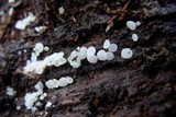 Lachnum virgineum image