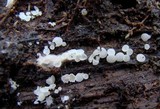 Lachnum virgineum image