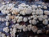 Nodulisporium cecidiogenes image