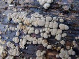 Nodulisporium cecidiogenes image