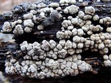 Nodulisporium cecidiogenes image