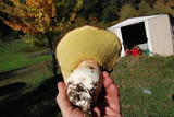 Boletus regineus image