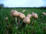 Marasmius oreades image
