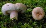 Lactarius pubescens image